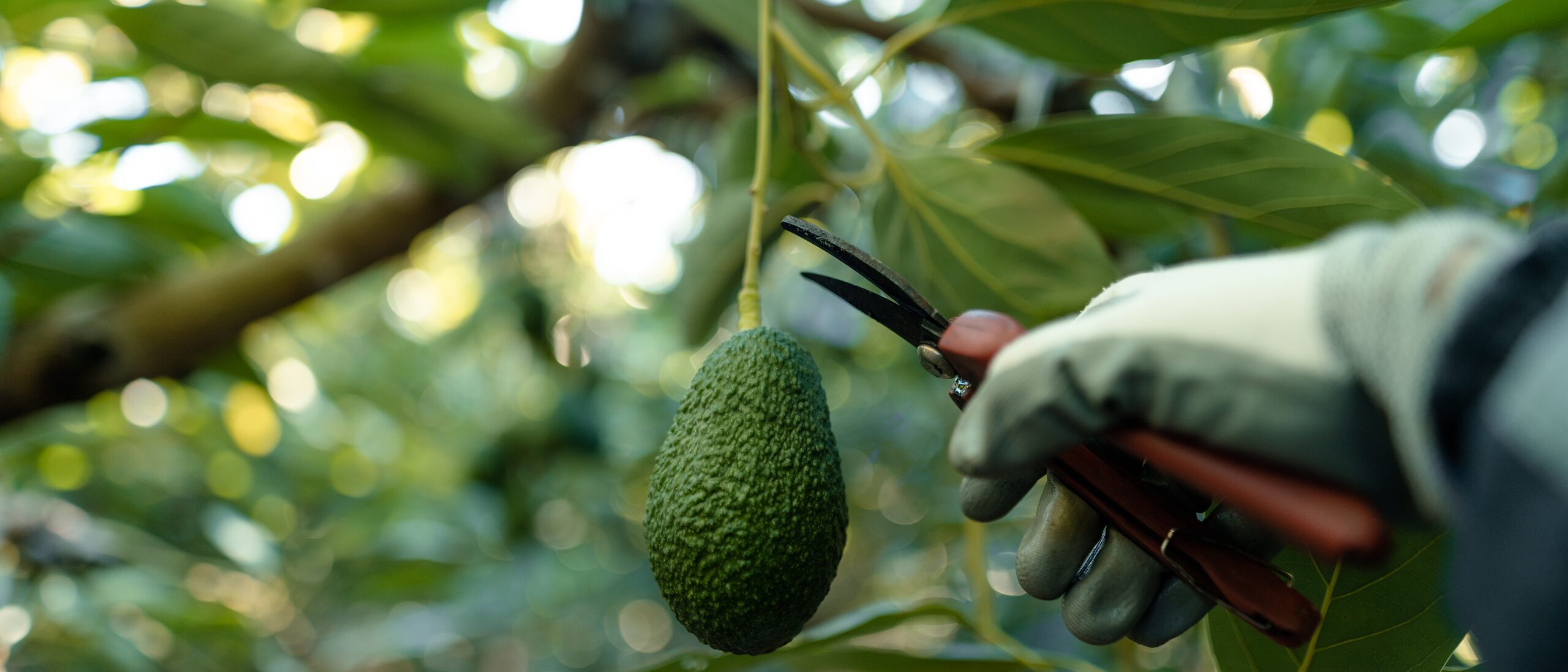 A gloved hand cutting an avocado from the tree with secateurs, among dense green foliage.
